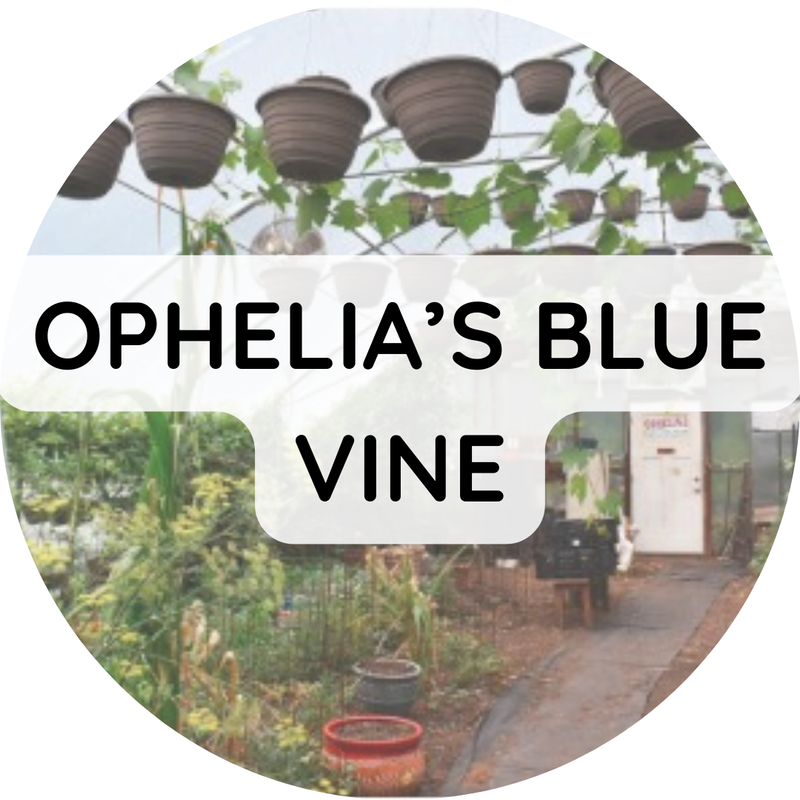 Ophelia's Blue Vine