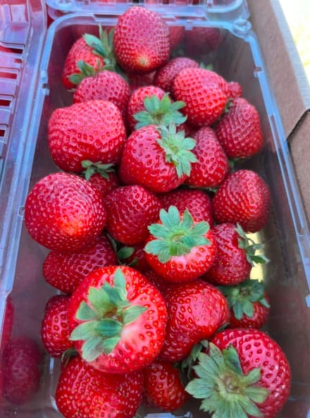 Global One Urban Farming