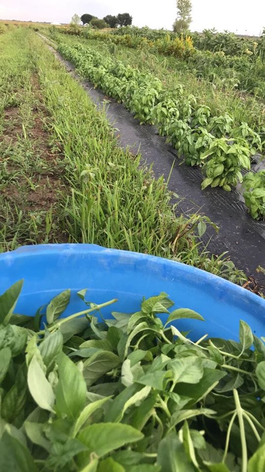 Pendleton’s Country Market