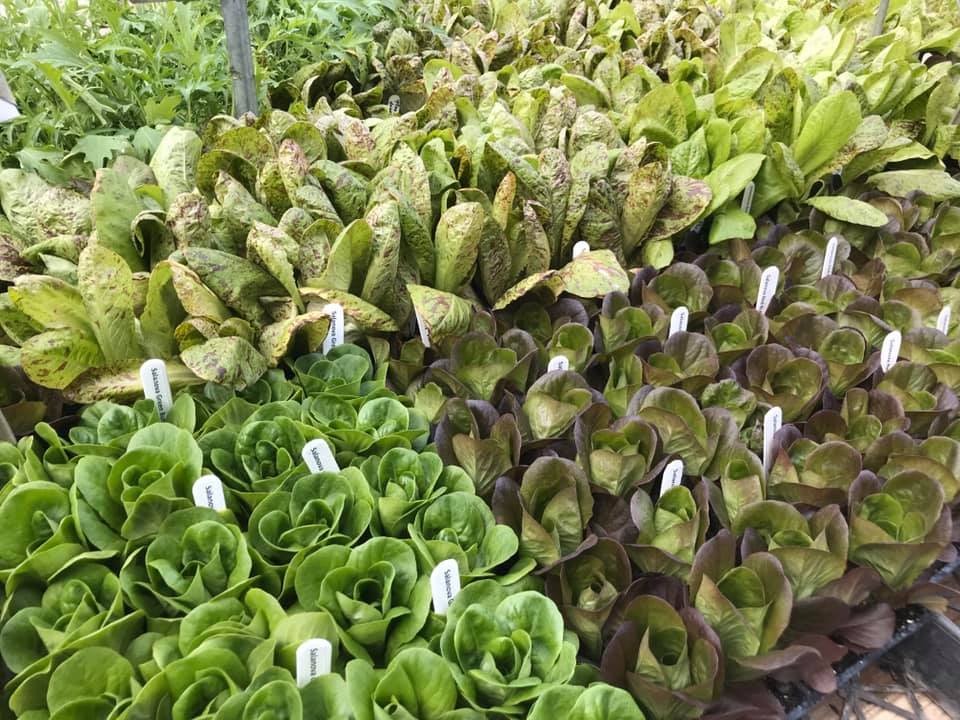 Pendleton’s Country Market