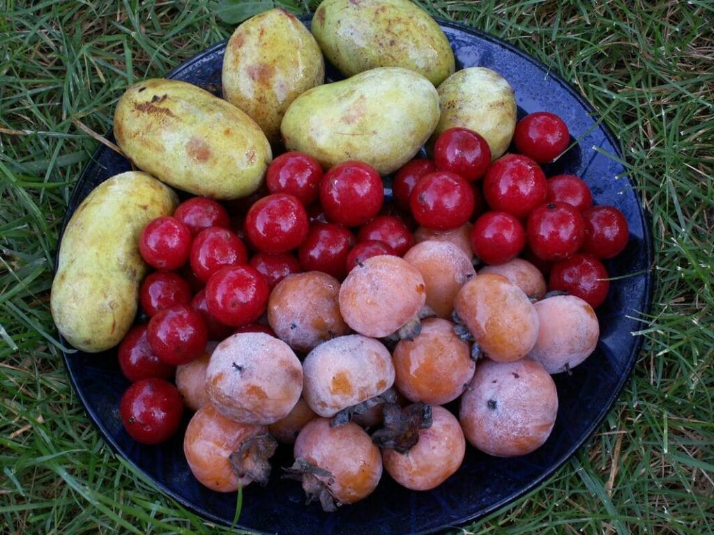 Prairie Birthday Farm