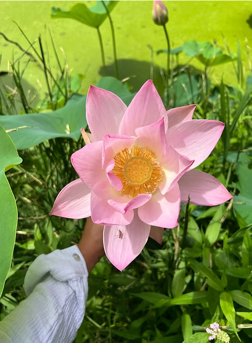 The Garden at Dogwood Forest