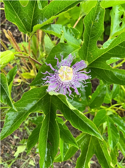 The Garden at Dogwood Forest