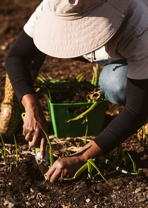 Young Family Farm KC