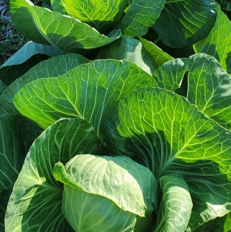 Young Family Farm KC